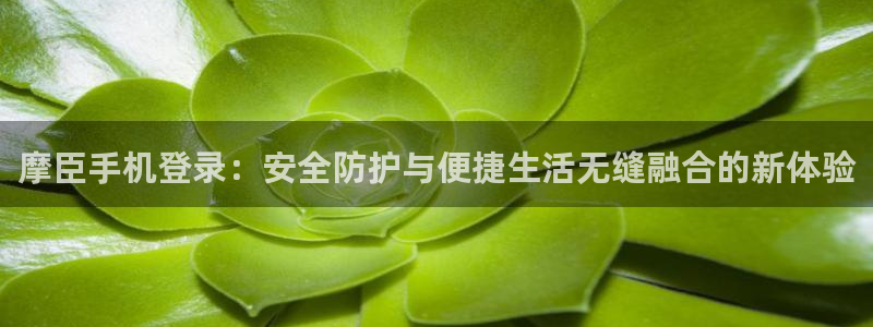 86年今年会离婚吗：摩臣手机登录：安全防护与便捷生活无缝融合的新体验