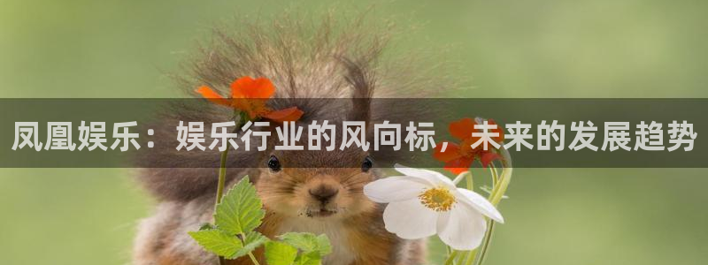 我今年会脱单吗：凤凰娱乐：娱乐行业的风向标，未来的发展趋势